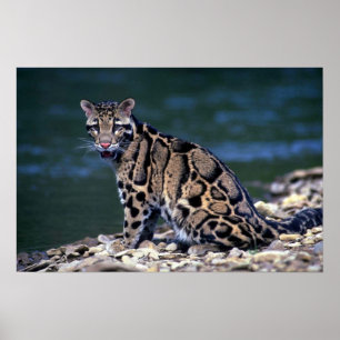 Clouded Leopard-eye contact Poster