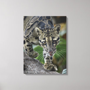 Clouded Leopard on the Move Canvas Print