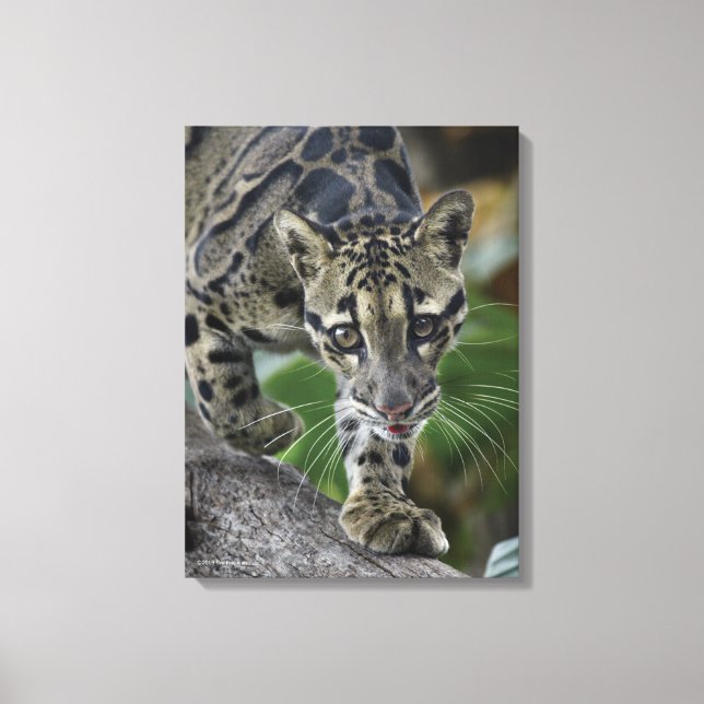 Clouded Leopard on the Move Canvas Print (Front)