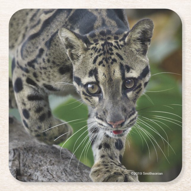 Clouded Leopard on the Move Square Paper Coaster (Front)