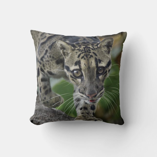 Clouded Leopard on the Move Throw Pillow (Front)
