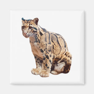 clouded leopard photograph jungle big cat animal magnet