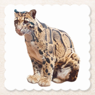 clouded leopard photograph jungle big cat animal   paper coaster