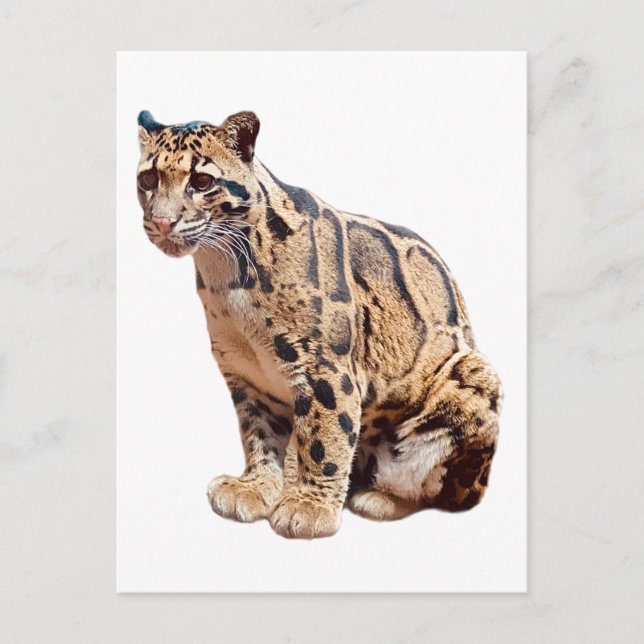 clouded leopard photograph jungle big cat animal   postcard (Front)