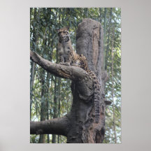 Clouded Leopard Photograph Wall Art Downloadable