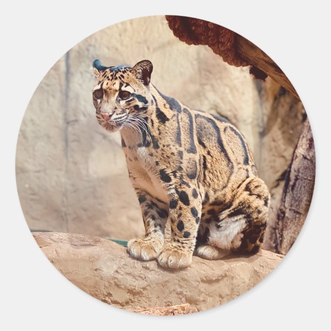 clouded leopard picture nature  classic round sticker (Front)