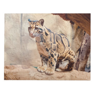 clouded leopard picture nature wildlife exotic notepad