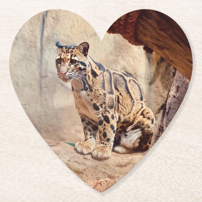 clouded leopard picture nature wildlife exotic paper coaster (Front)