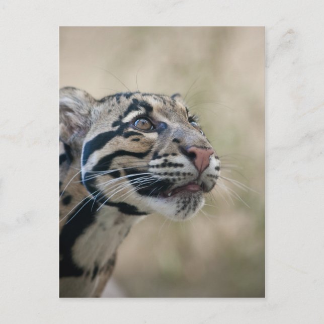 Clouded leopard postcard (Front)