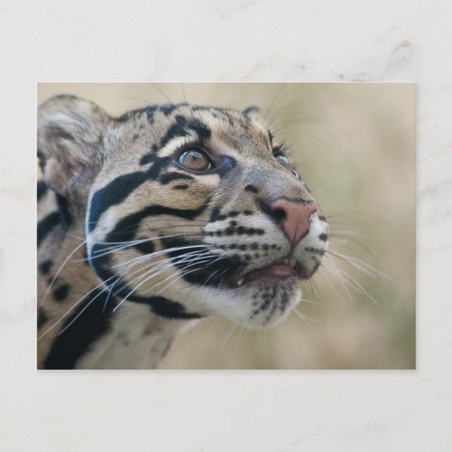 Clouded leopard postcard (Front)