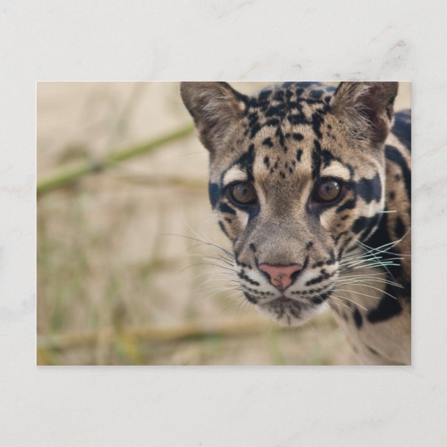 Clouded leopard postcard (Front)
