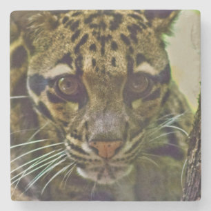 Clouded Leopard Stone Coaster