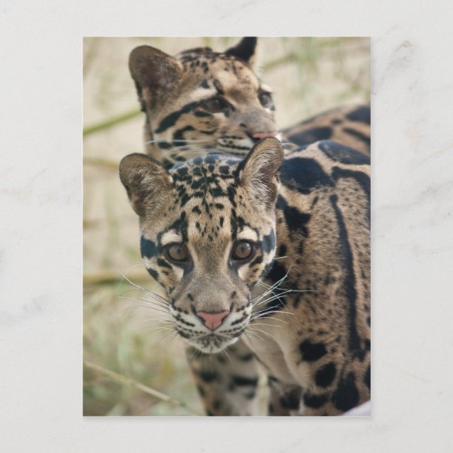 Clouded leopards postcard (Front)