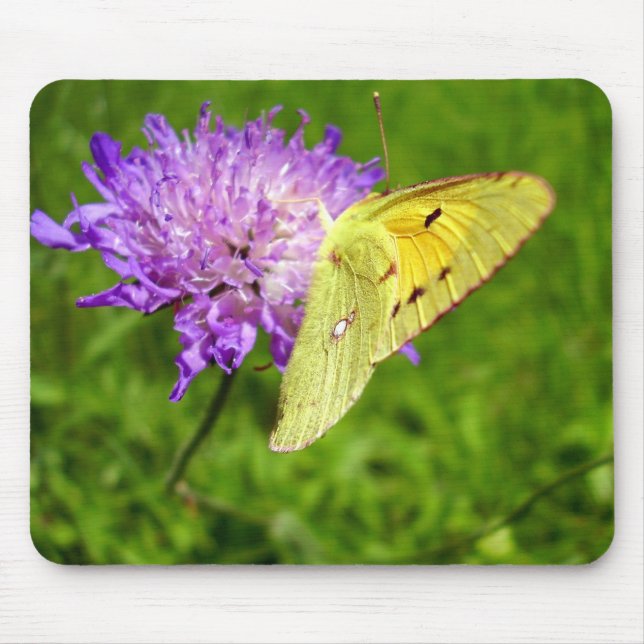 Clouded Yellow Butterfly Mouse Mat (Front)