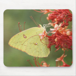 Cloudless Sulphur Butterfly Mouse Pad