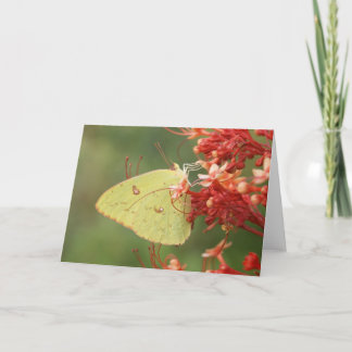 Cloudless Sulphur Butterfly Note Card