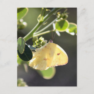 Cloudless Sulphur Butterfly Photo Postcard