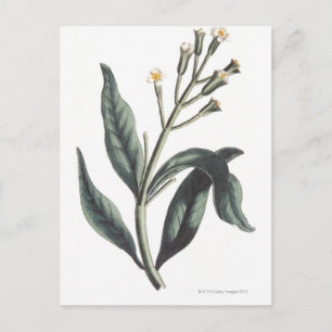 Clove Postcard