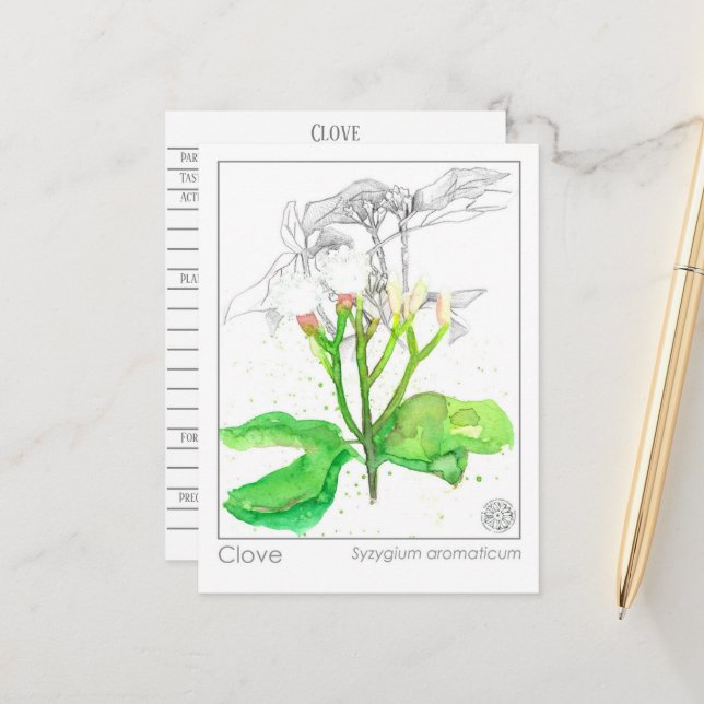 Clove Spice Materia Medica Monograph Herbal  Postcard (Front/Back In Situ)
