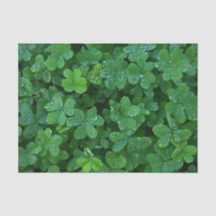 Clover and Dew Tissue Paper