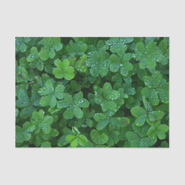 Clover and Dew  Tissue Paper (Front)
