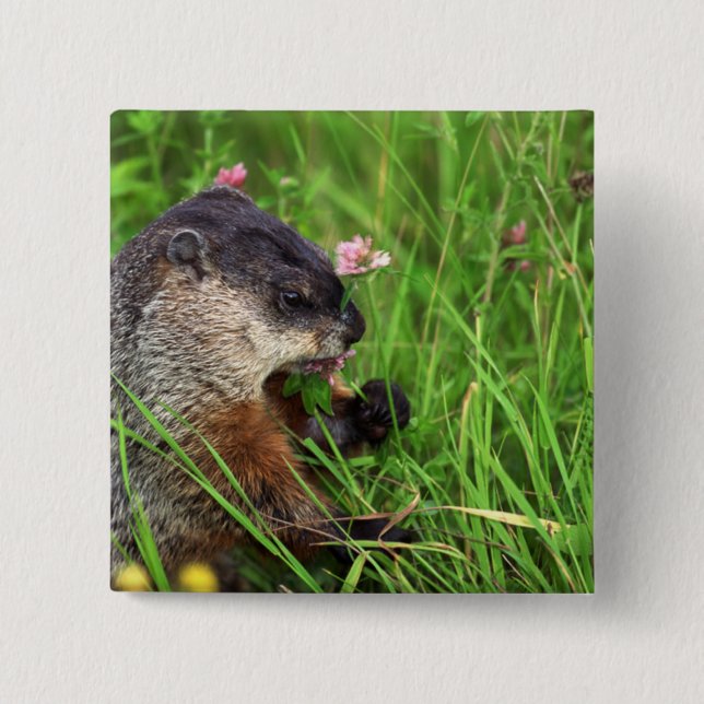 Clover-eating Groundhog 2 Inch Square Button (Front)