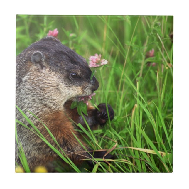 Clover-eating Groundhog Tile (Front)