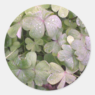 Clover in the rain classic round sticker