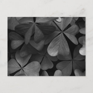 Clover leaves, infrared photo postcard