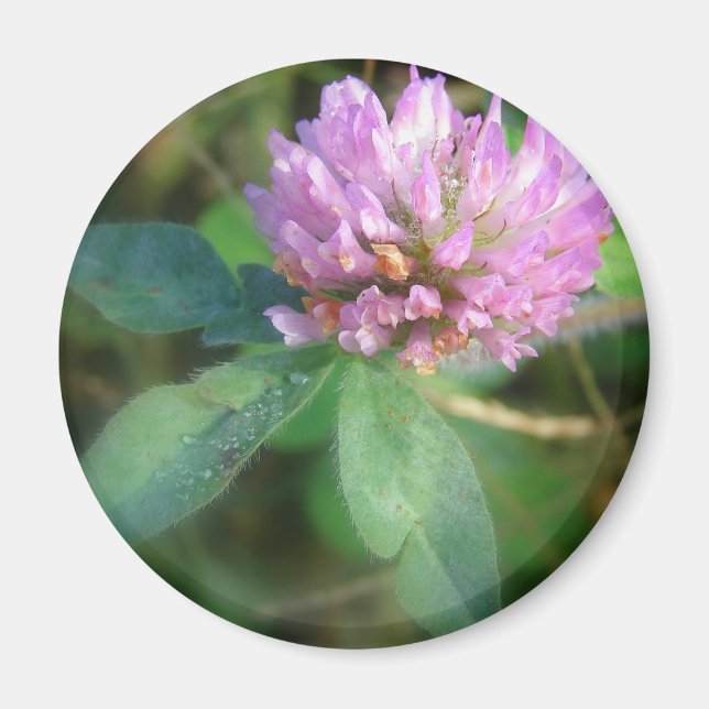 Clover Magnet (Front)