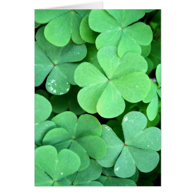 Clovers (Front)