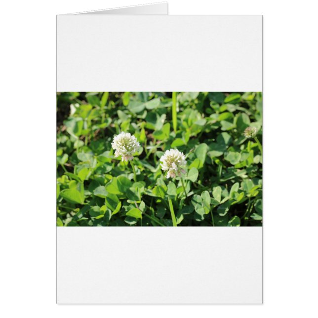 Clovers et fleurs (Devant)