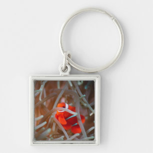 Clown anemonefish 2 keychain