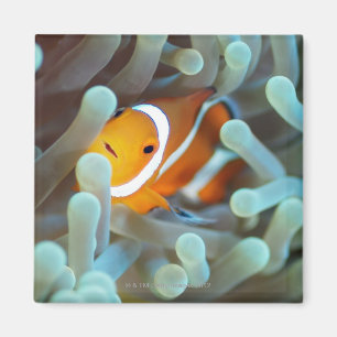 Clown anemonefish 3 magnet
