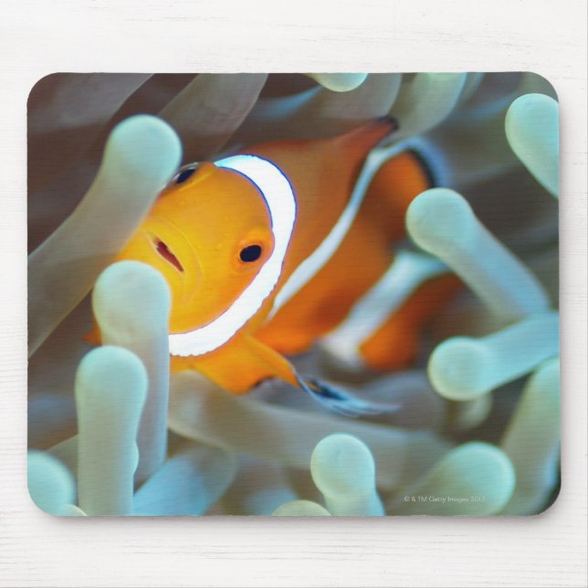 Clown anemonefish 3 mouse pad (Front)