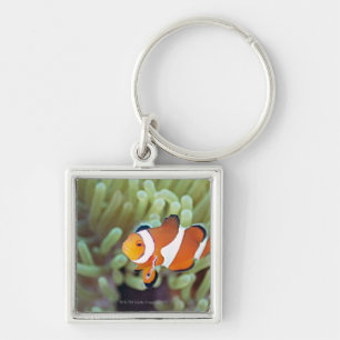 Clown anemonefish 4 keychain