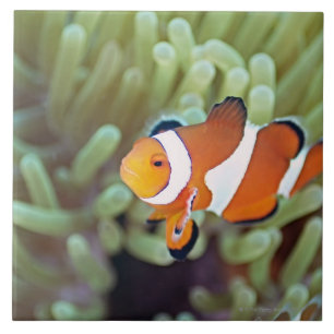 Clown anemonefish 4 tile