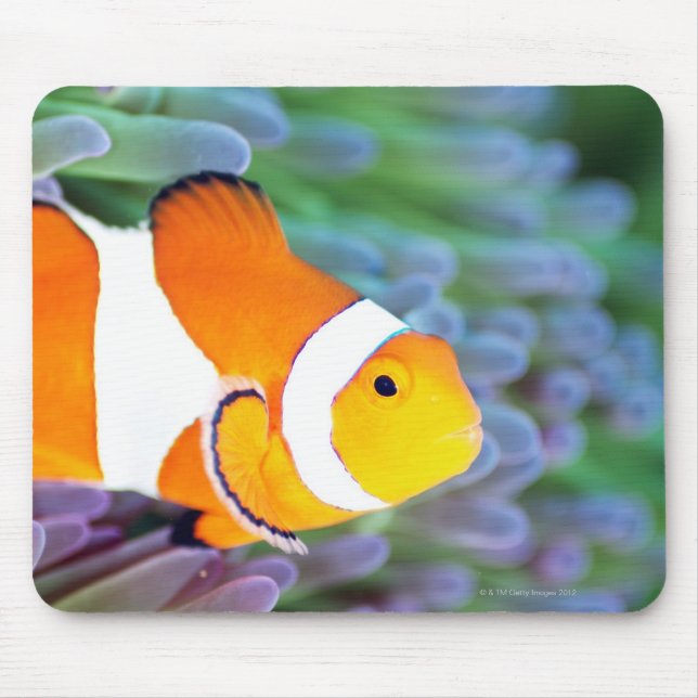 Clown anemonefish mouse pad (Front)