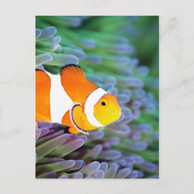 Clown anemonefish postcard (Front)