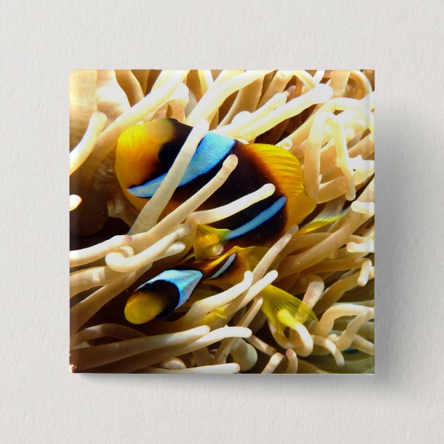 Clown Fish 2 Inch Square Button (Front)