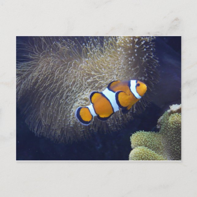 clown fish, 2 postcard (Front)