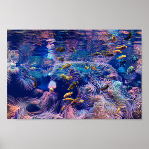 Clown Fish and purple aquarium Poster