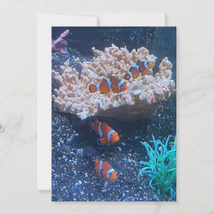 Clown Fish Flat Holiday Card