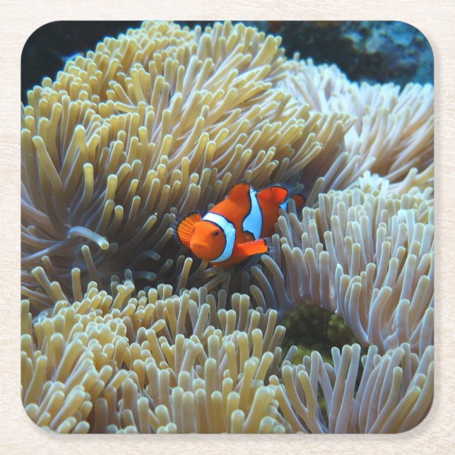 Clown Fish in a Coral Reef Square Paper Coaster (Front)