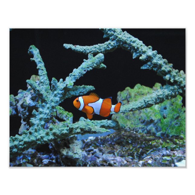 Clown Fish in Coral Photo Print (Front)