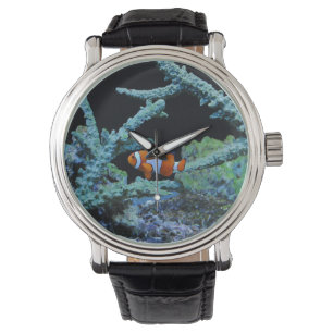 Clown Fish in Coral Watch