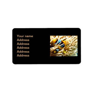 Clown Fish Label