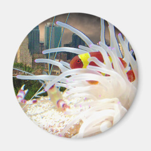 Clown Fish Magnet