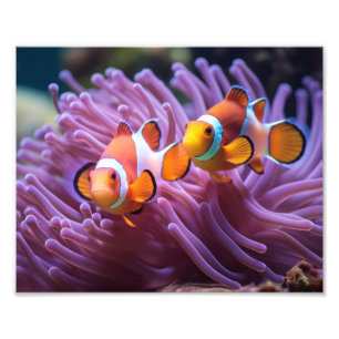 Clown Fish Photo Print