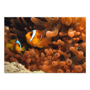 Clown Fish Photo Print
